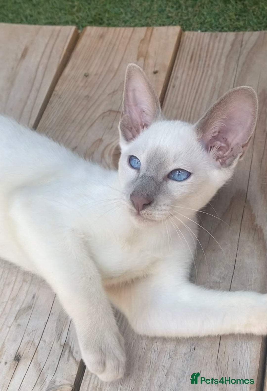 Siamese cats for sale: Siamese/oriental  - Image 1