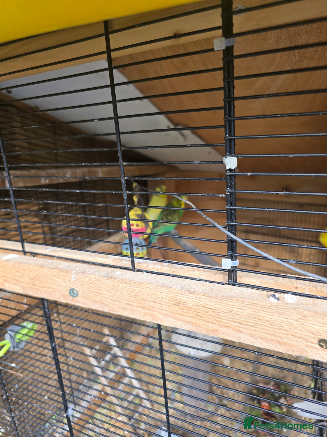 Budgerigars birds for sale: Budgies  - Image 4
