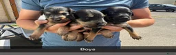 Mixed Breed dogs for sale: Patterjack x Lakeland pups in Chesterfield - Advert 1