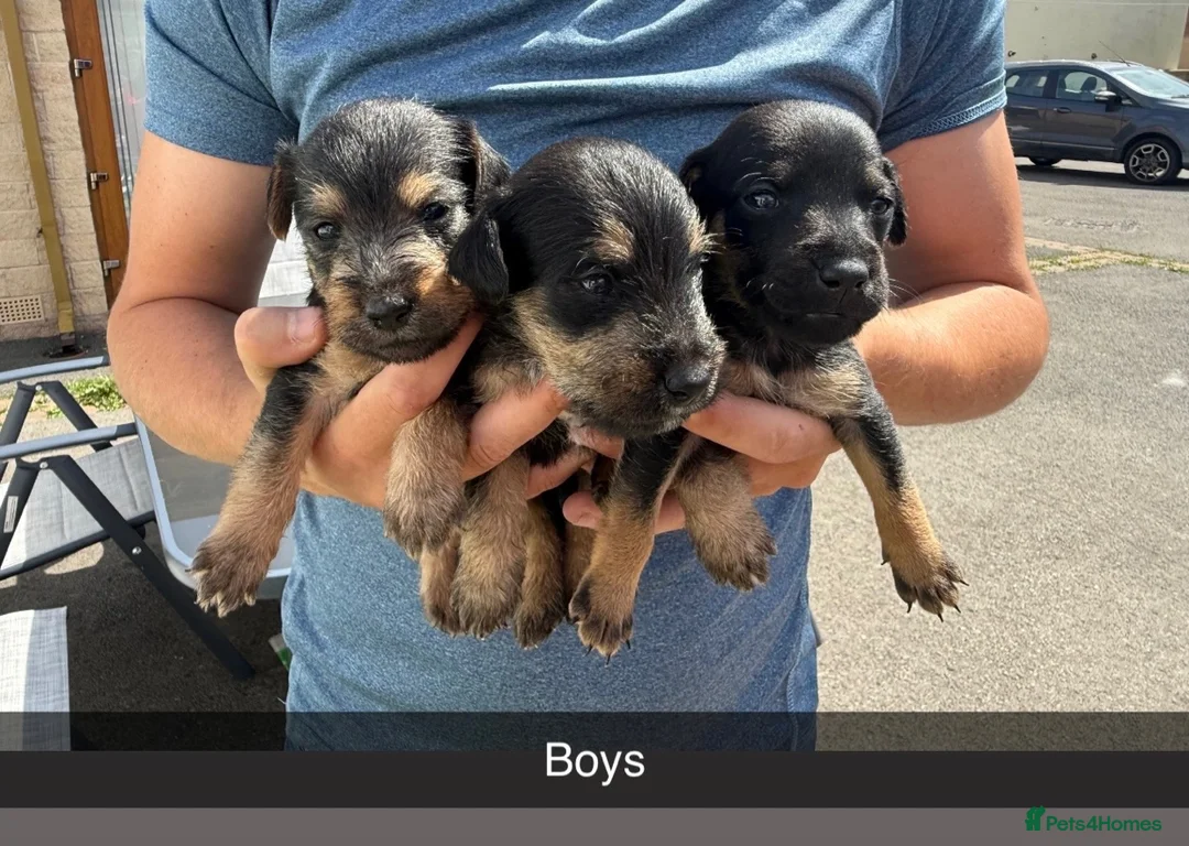 Mixed Breed dogs for sale: Patterjack x Lakeland pups in Chesterfield - Advert 1