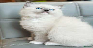 Ragdoll cats DNA Tested TICA registered Ragdoll Kittens Female  - Advert 10