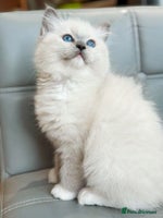 Ragdoll cats DNA Tested TICA registered Ragdoll Kittens Female - Advert 10