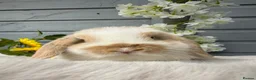 Mini Lop rabbits for sale: Beautiful tri coloured mini lops  - Advert 4