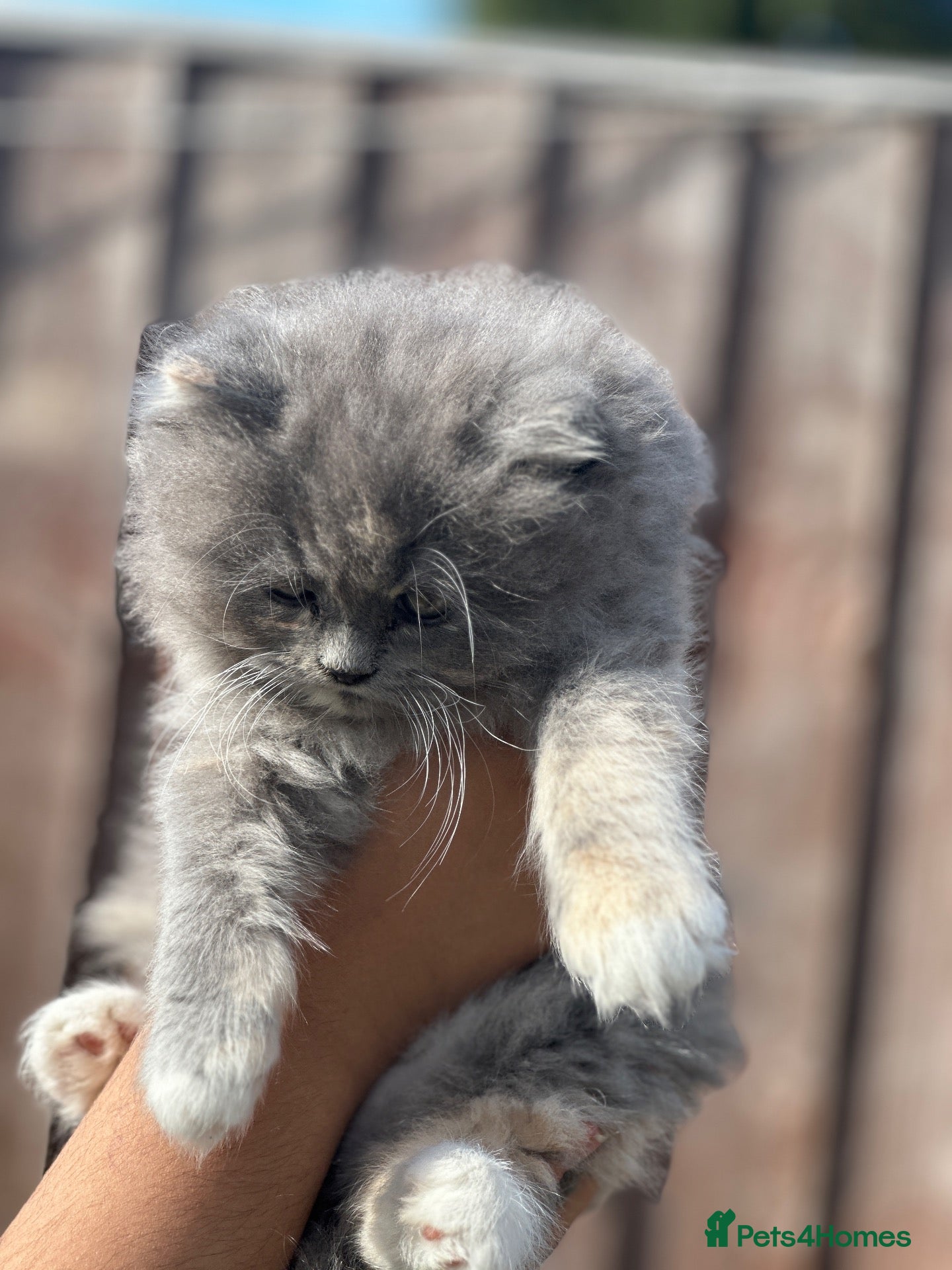 Persian cats Fluffy kitten  - Advert 1