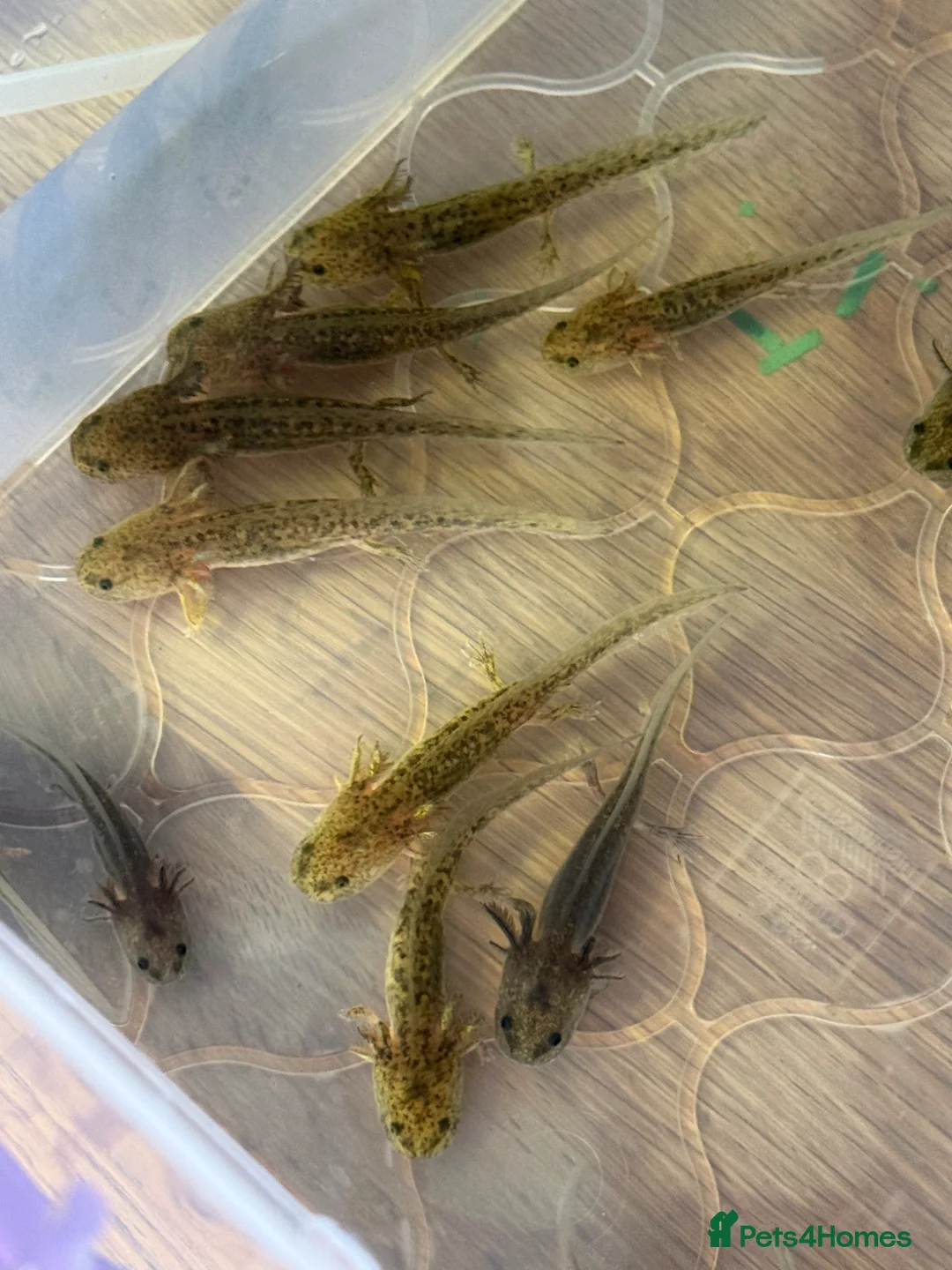 Axolotl reptiles for sale: Axolotls looking for homes! 🏡  - Advert 2
