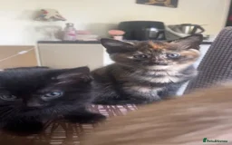 Ragdoll cats for sale: Beautiful Ragdoll Tortishell Kittens for sale! - Image 24