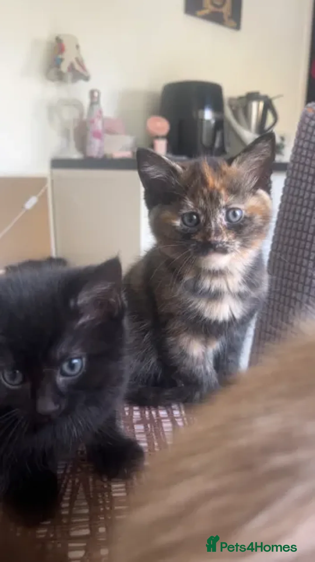 Ragdoll cats for sale: Beautiful Ragdoll Tortishell Kittens for sale! - Image 24