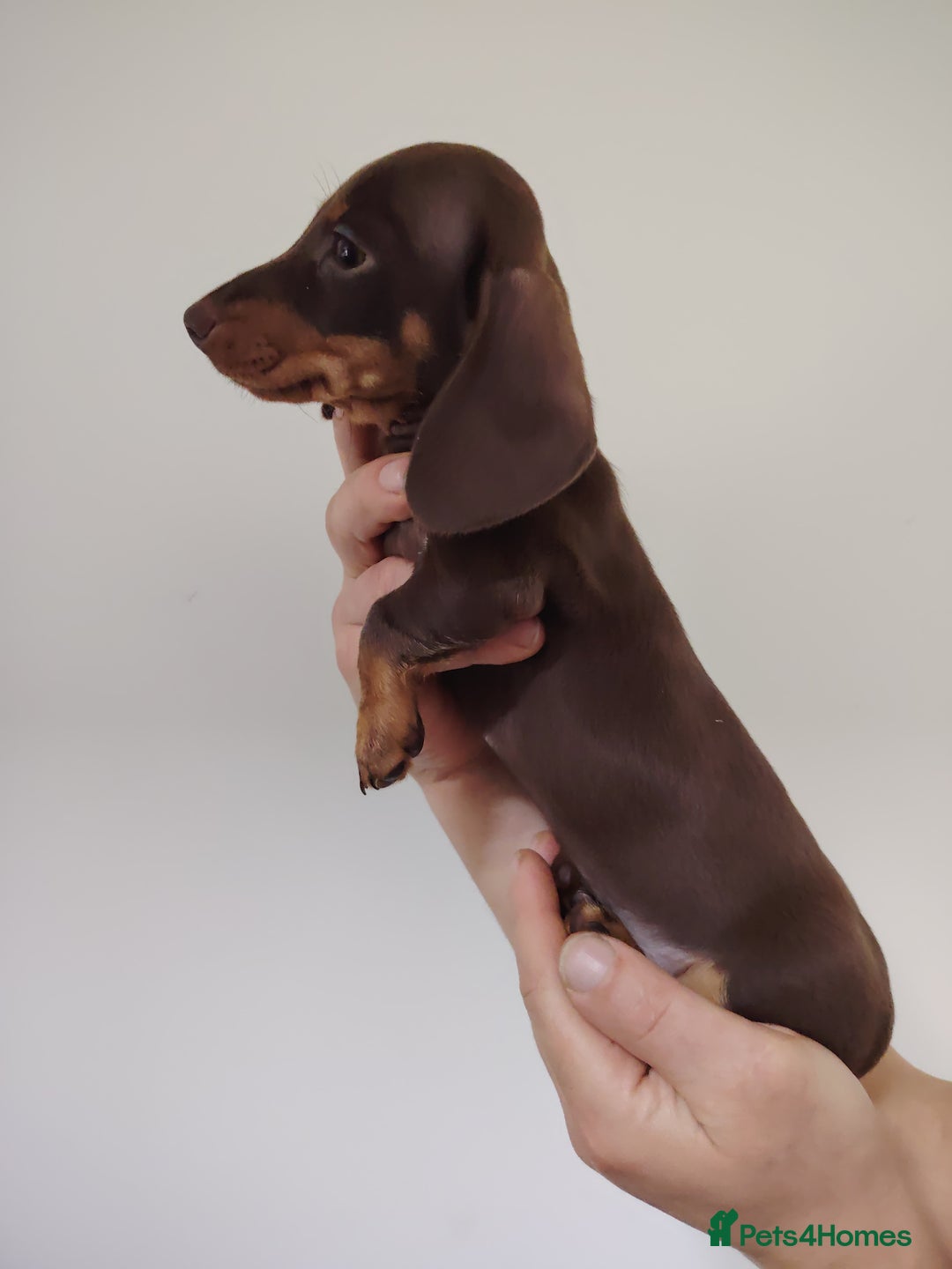 Miniature Dachshund dogs for sale: Fully vaccinated smooth heared dachound - Advert 7