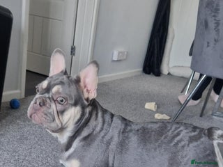 French Bulldog dogs - Advert 6
