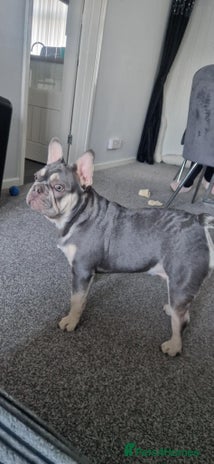 French Bulldog dogs - Advert 1