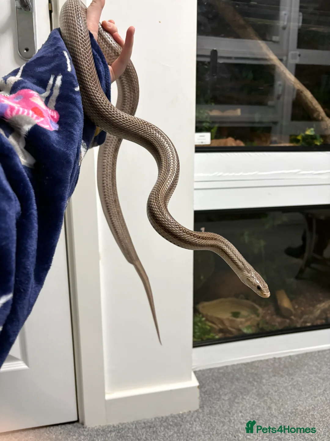 Mixed Breed reptiles for sale: Lots of reptiles to Rehome! - Advert 2