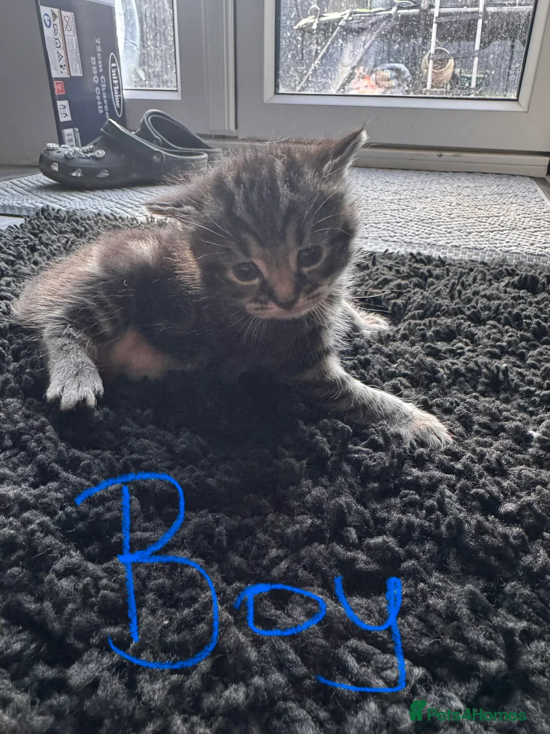 Mixed Breed cats for sale: 4 Adorable Kittens Looking For Forever Homes - Advert 11