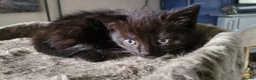 Mixed Breed cats for sale: Mixed breed kittens - Advert 6