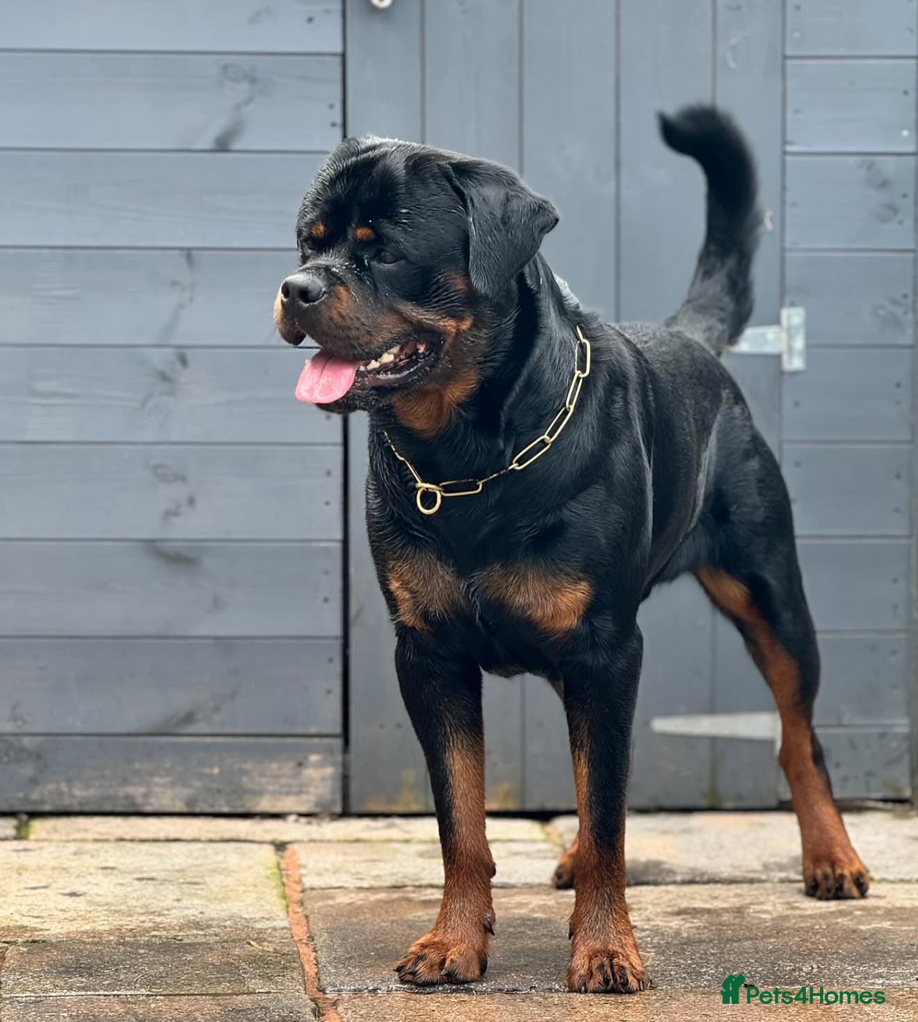 Rottweiler dogs 2 puppies available  - Advert 5