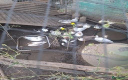 Ducks poultry for sale: Various call duck drakes  - Image 1