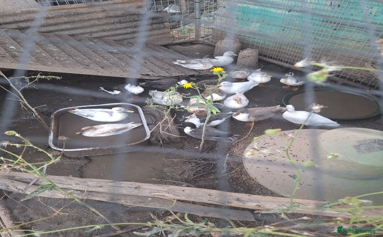 Ducks poultry - Advert 9