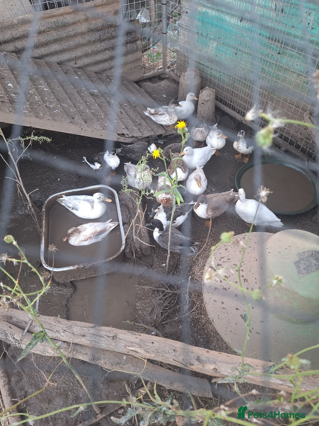 Ducks poultry for sale: Various call duck drakes  - Image 1