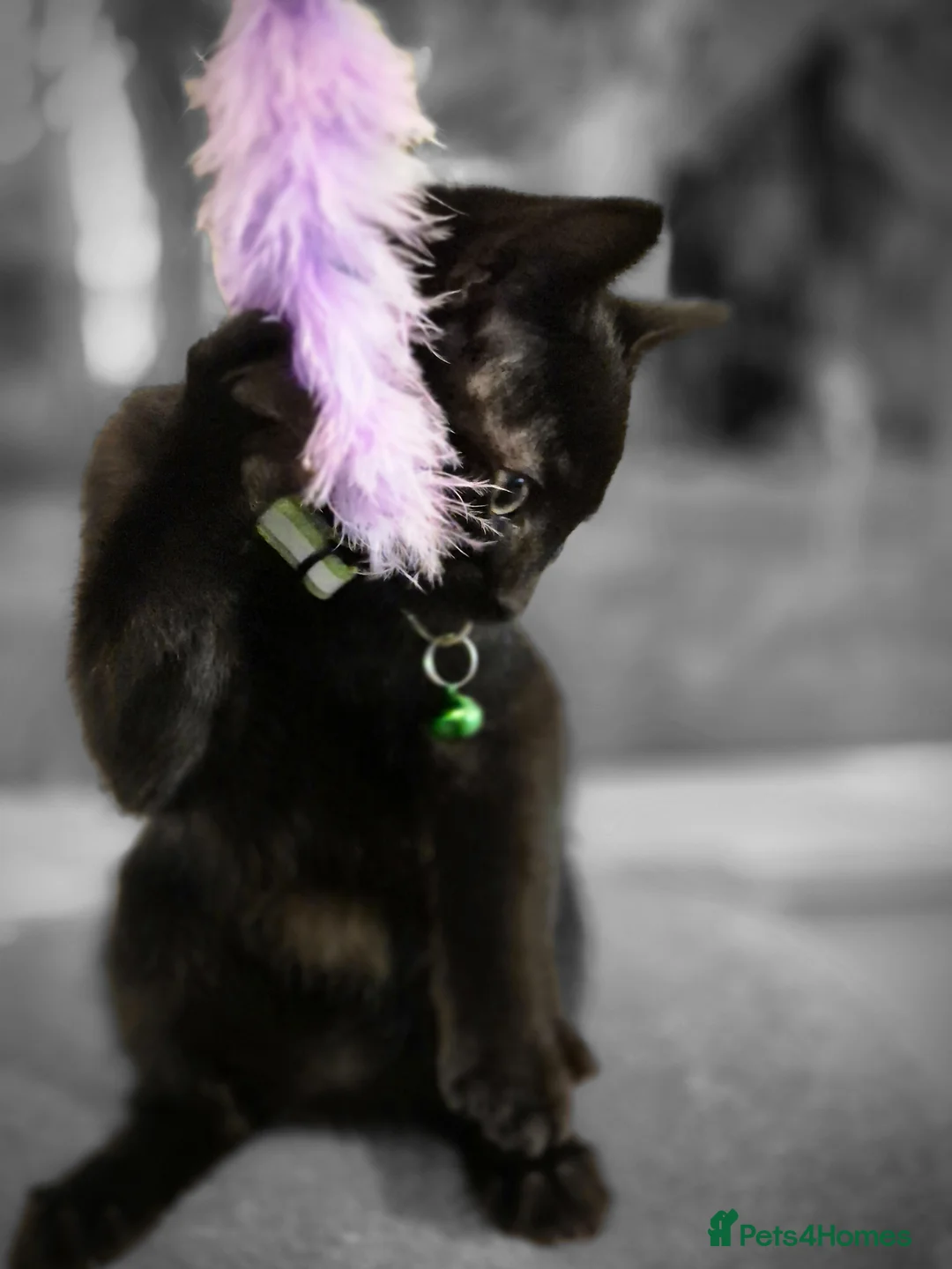 Mixed Breed cats for sale: Little boy - Advert 6