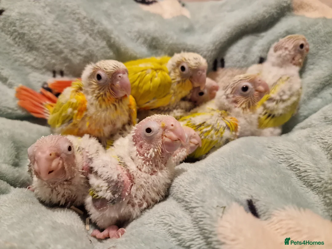 Conures birds for sale: Beautiful fully hand reared conure baby's  - Advert 14