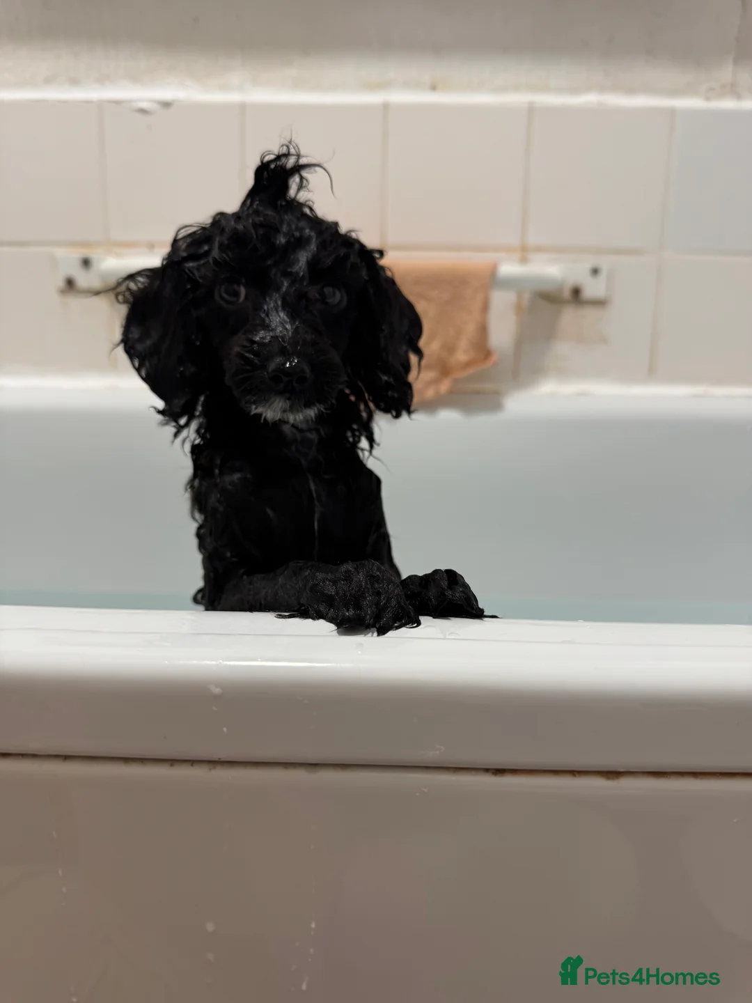 Toy Poodle dogs for sale: Toy Poodle Puppy  - Advert 4