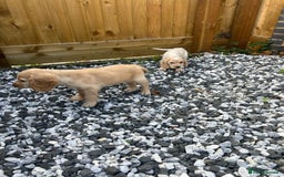 Cocker Spaniel dogs for sale: Health tested cocker spaniel puppies  - Image 4