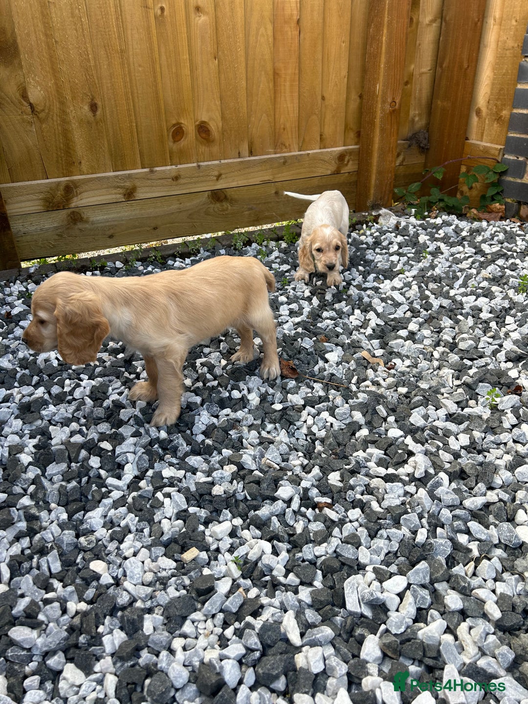 Cocker Spaniel dogs for sale: Health tested cocker spaniel puppies  - Image 4