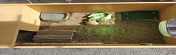 Tortoise reptiles for sale: 🐢 Horsfield Tortoise – Full Setup Included 🏡 in Manchester - Advert 4