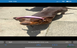 Miniature Dachshund dogs for sale: Miniature dachshund girl 3 years old  - Advert 2