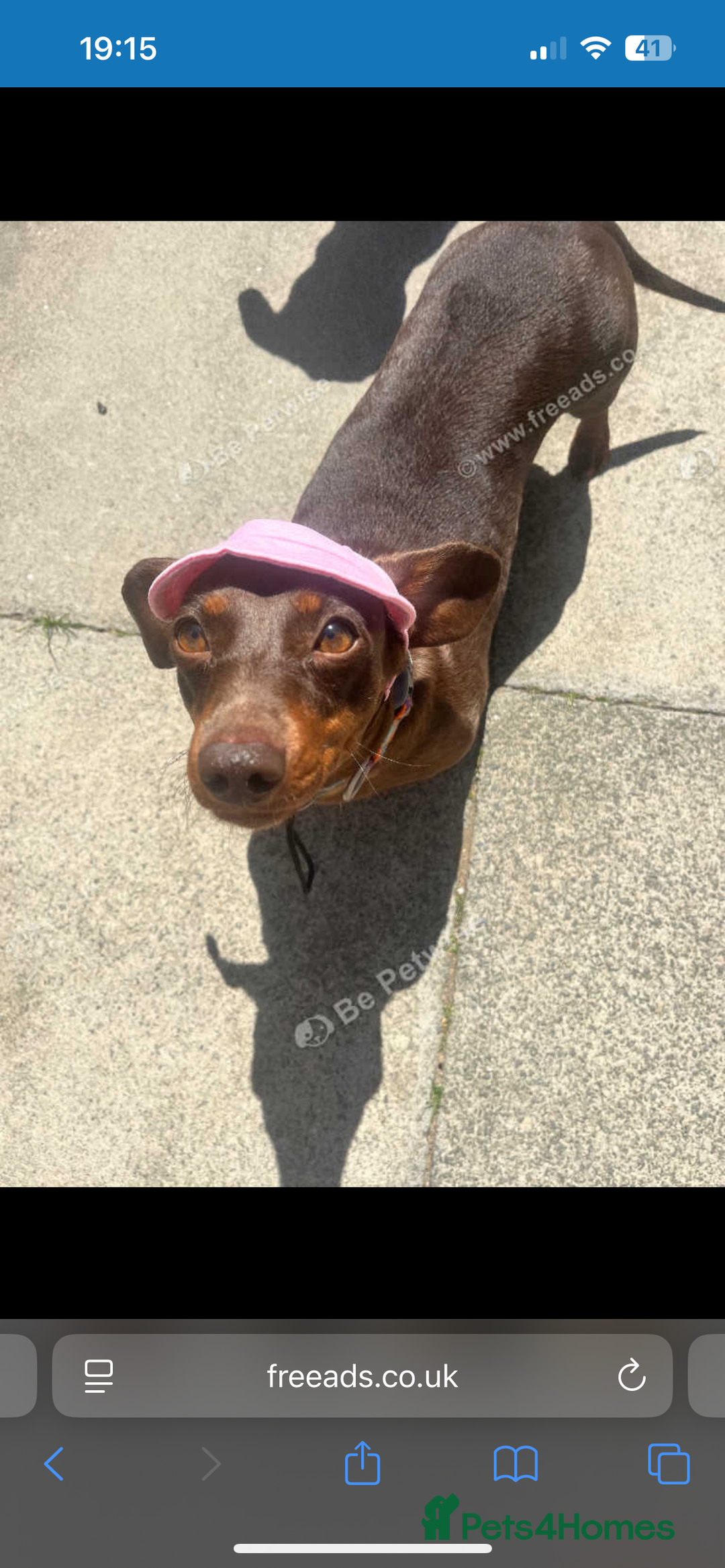 Miniature Dachshund dogs for sale: Miniature dachshund girl 3 years old  - Advert 2