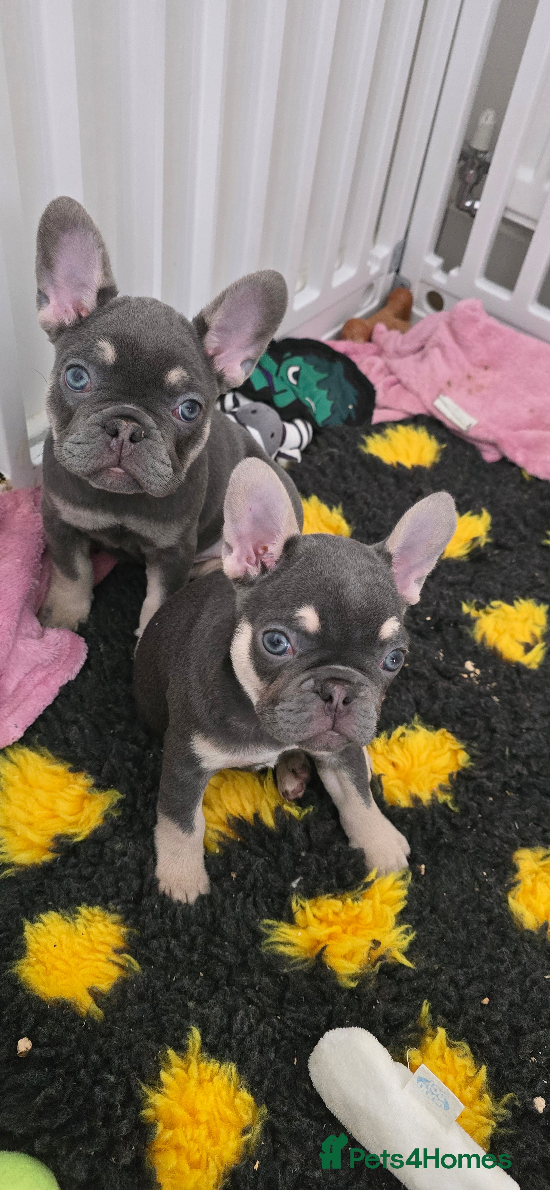 French Bulldog dogs 3 Stunning French bulldog pups Available - Advert 1