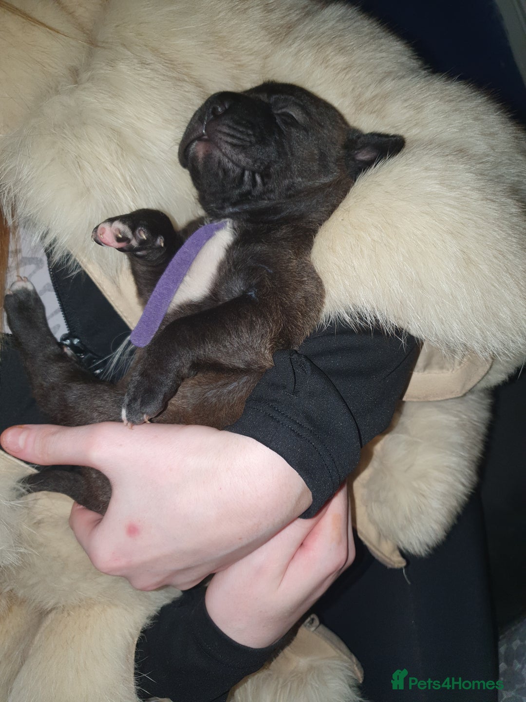 Mixed Breed dogs for sale: Staff x shar pei - Image 3