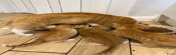 Mixed Breed cats for sale: Mixed Litters  - Advert 4