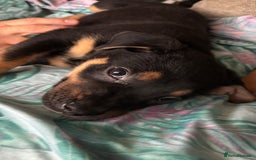 Mixed Breed dogs for sale: german shepard x old tyme bulldog  - Image 17