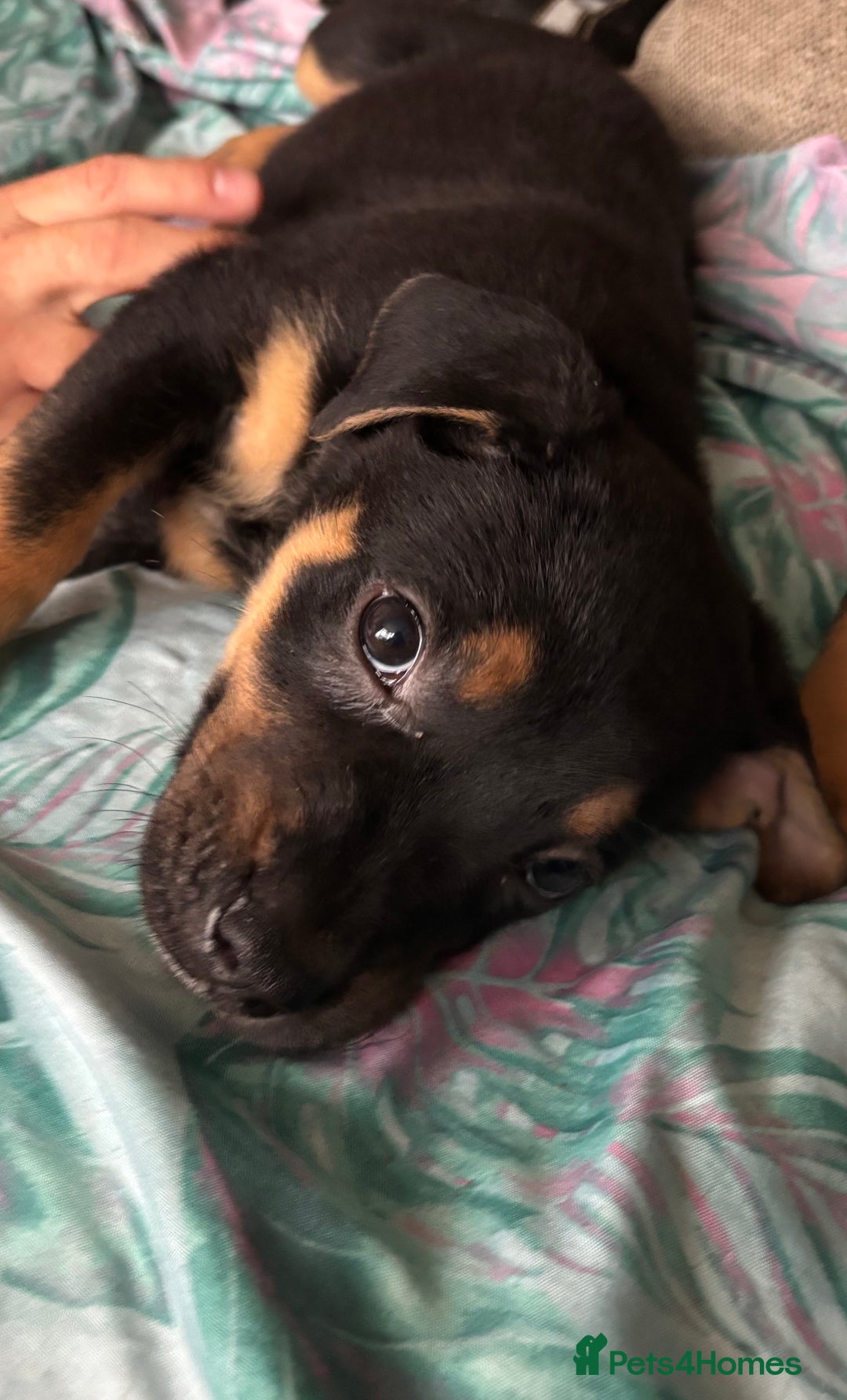 Mixed Breed dogs for sale: german shepard x old tyme bulldog  - Image 17