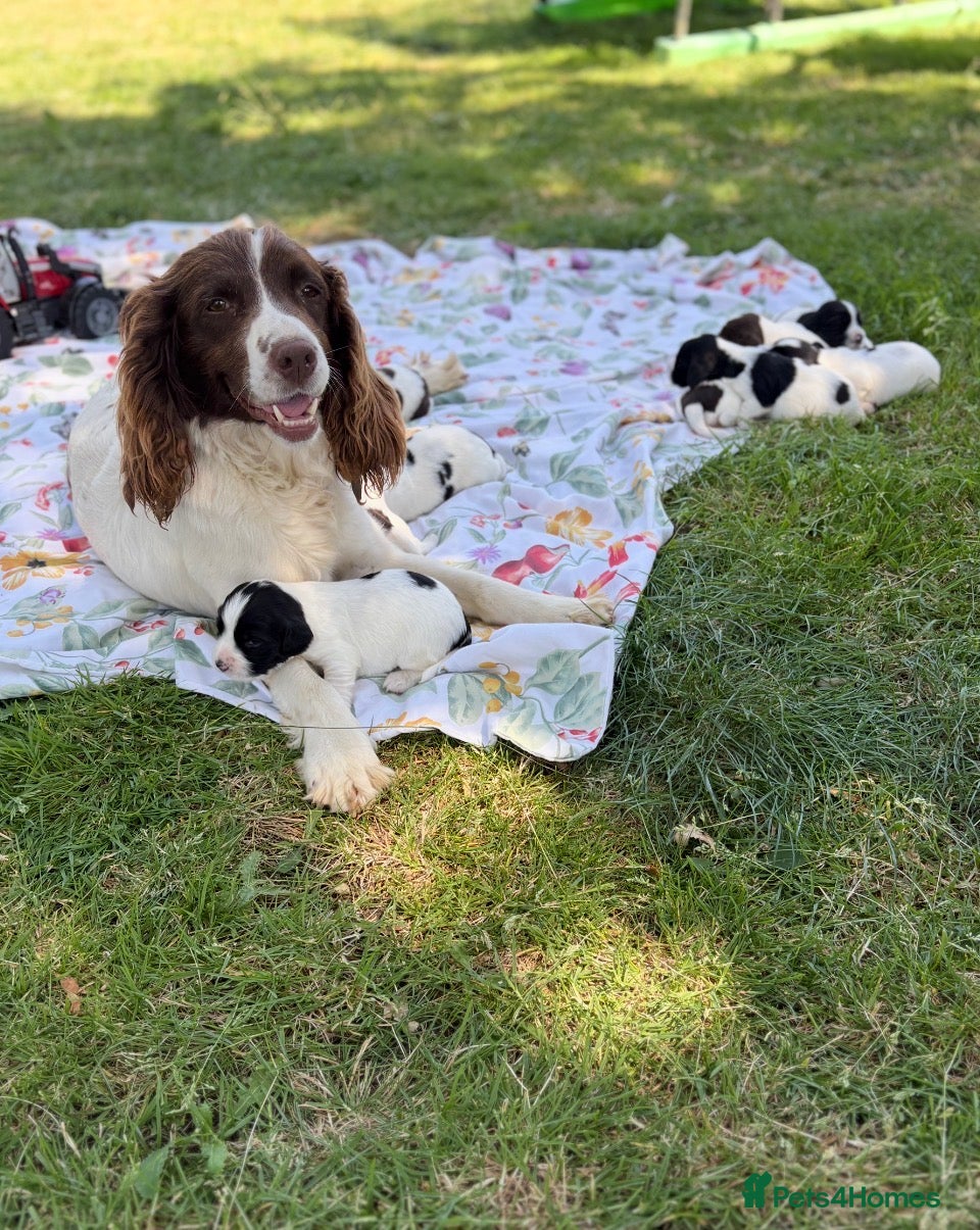 English Springer Spaniel dogs 9 beautiful springer puppies seeking forever home - Advert 1