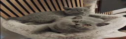 British Shorthair cats for sale: british shorthair blue in Harrow - Advert 4