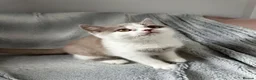 British Shorthair cats for sale: Beautiful Family-Raised Kittens in Guildford - Advert 3