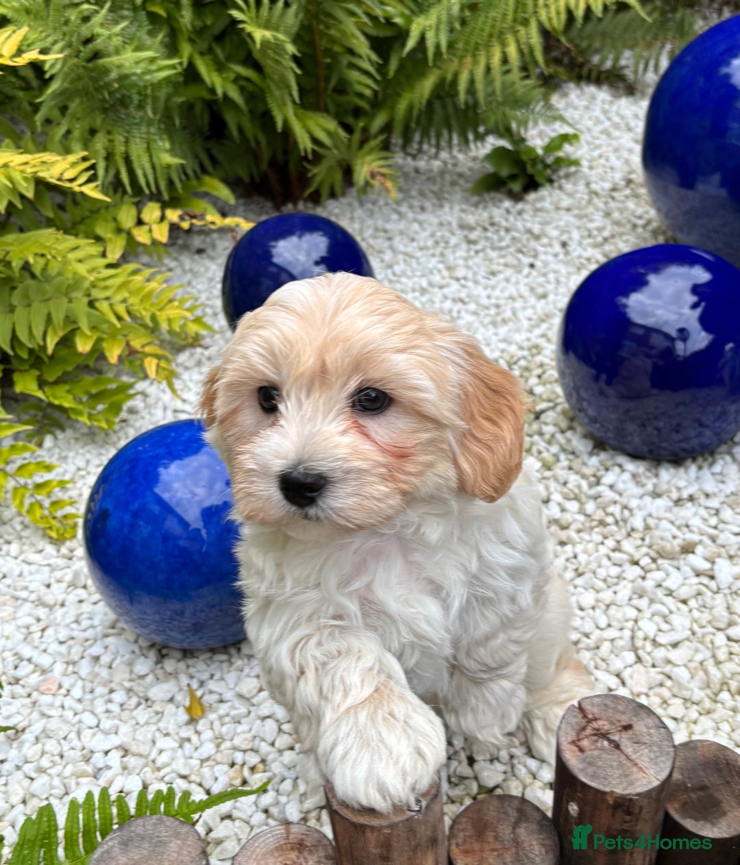 Havanese dogs for sale: 3 Beautiful Havanese Pedigree Puppies - Image 22
