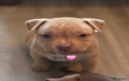 American Bully dogs for sale: Pocket Bullies  - Image 5