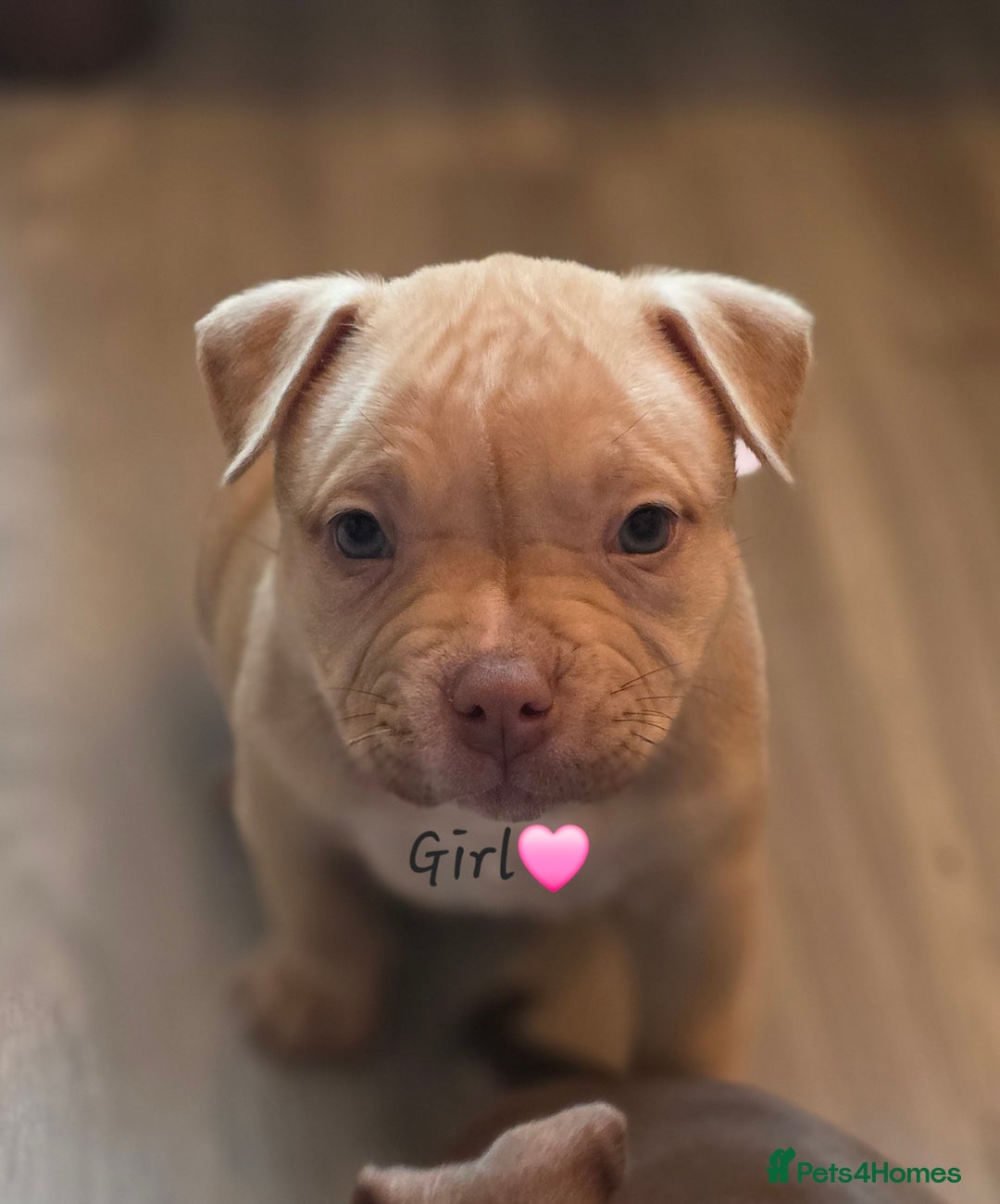 American Bully dogs for sale: Pocket Bullies  - Image 5