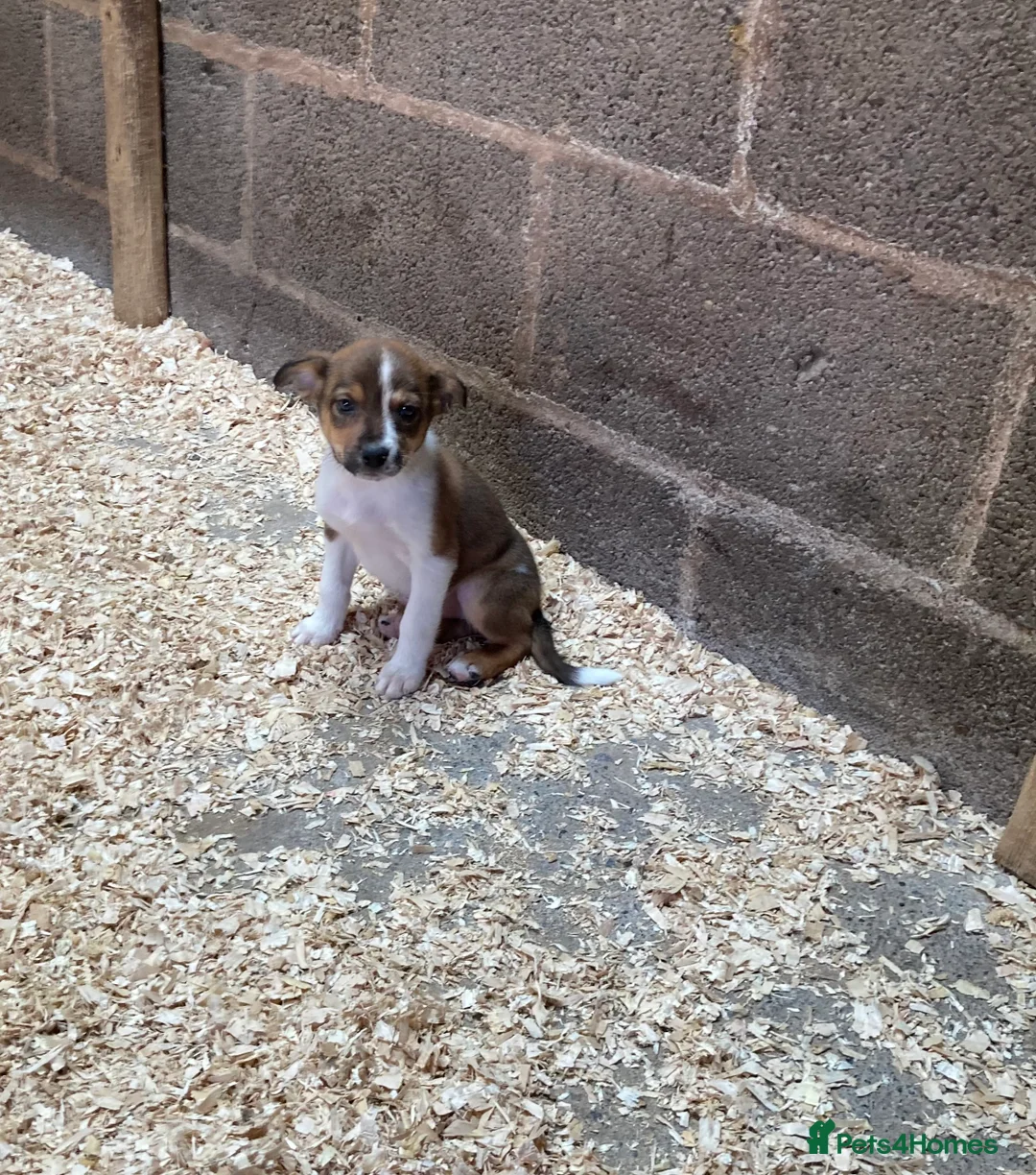 Mixed Breed dogs for sale: Kelpie X pups - Advert 15