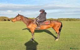 Irish Thoroughbred horses for sale: Easy Going Gelding  - Image 2