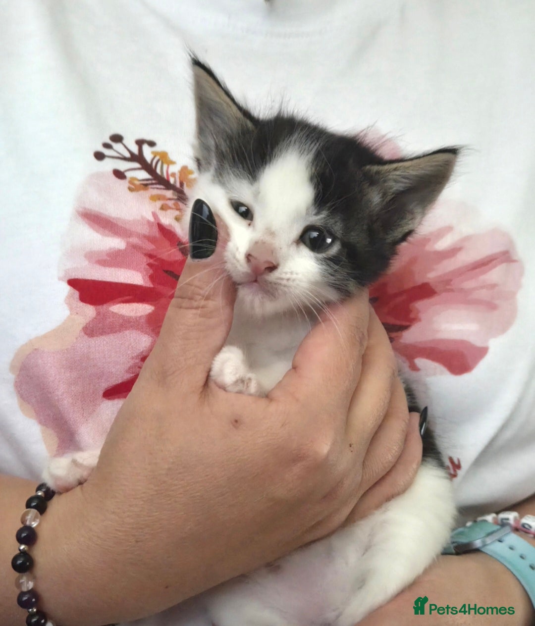 European cats for sale: 8 kittens looking for a new home for 2026! - Advert 2