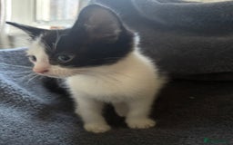 Mixed Breed cats for sale: Mixed breed kittens 8 weeks for sale  - Image 5