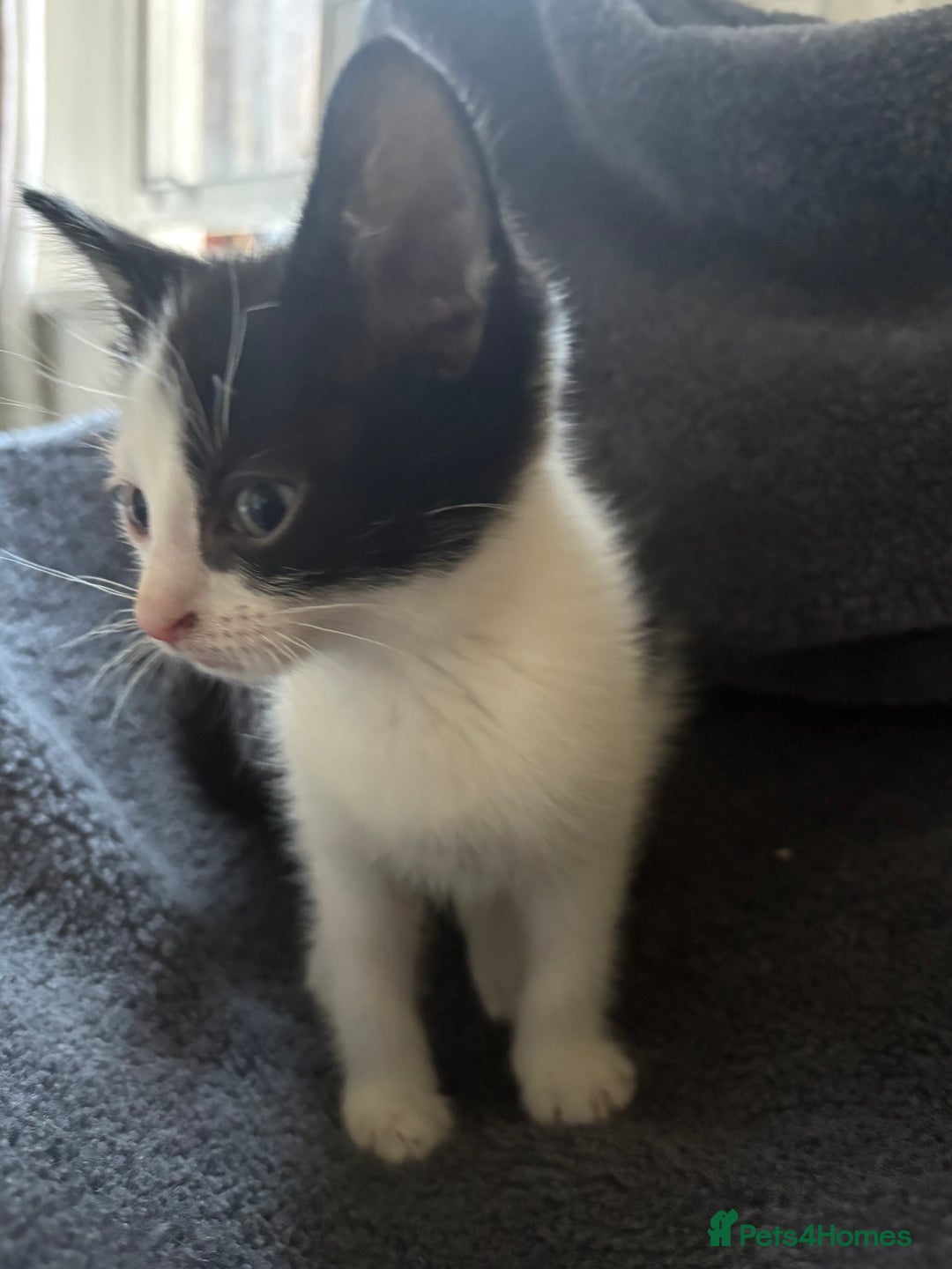 Mixed Breed cats for sale: Mixed breed kittens 8 weeks for sale  - Image 5