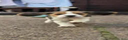 Beagle dogs for sale: 🐾Beautiful Beagle Puppies For Sale!🐶💕 - Advert 9