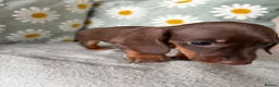 Miniature Dachshund dogs for sale: Puppies  - Advert 13