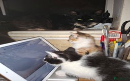 Mixed Breed cats for sale: 2 gorgeous kittens - Image 11
