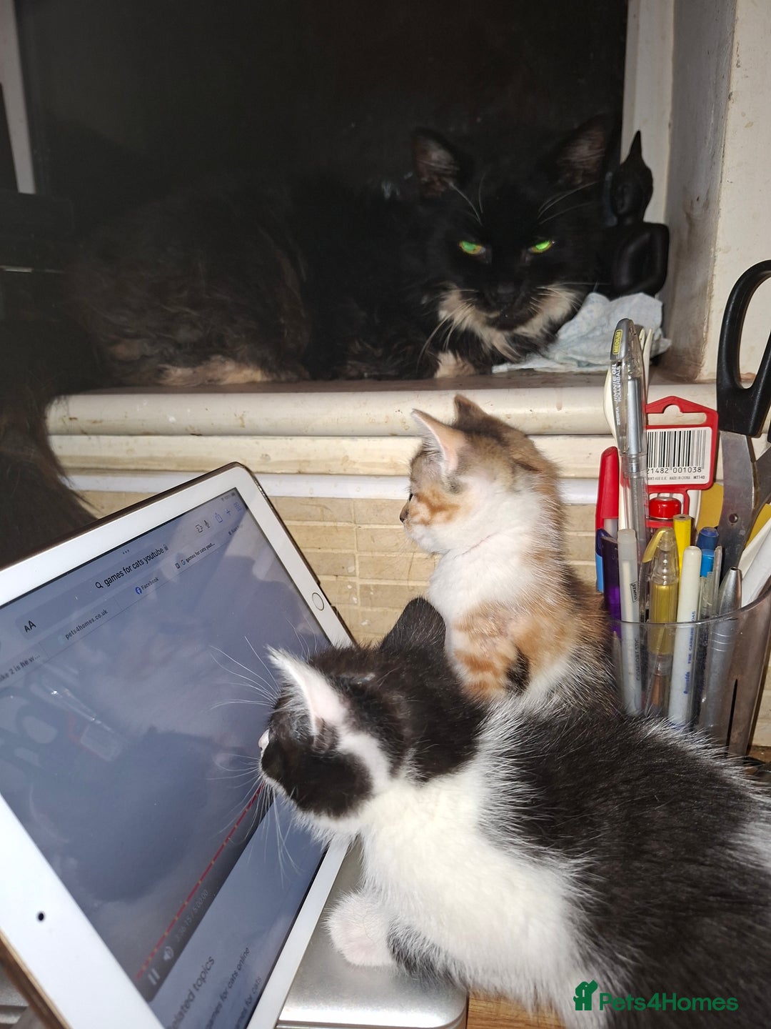 Mixed Breed cats for sale: 2 gorgeous kittens - Image 11