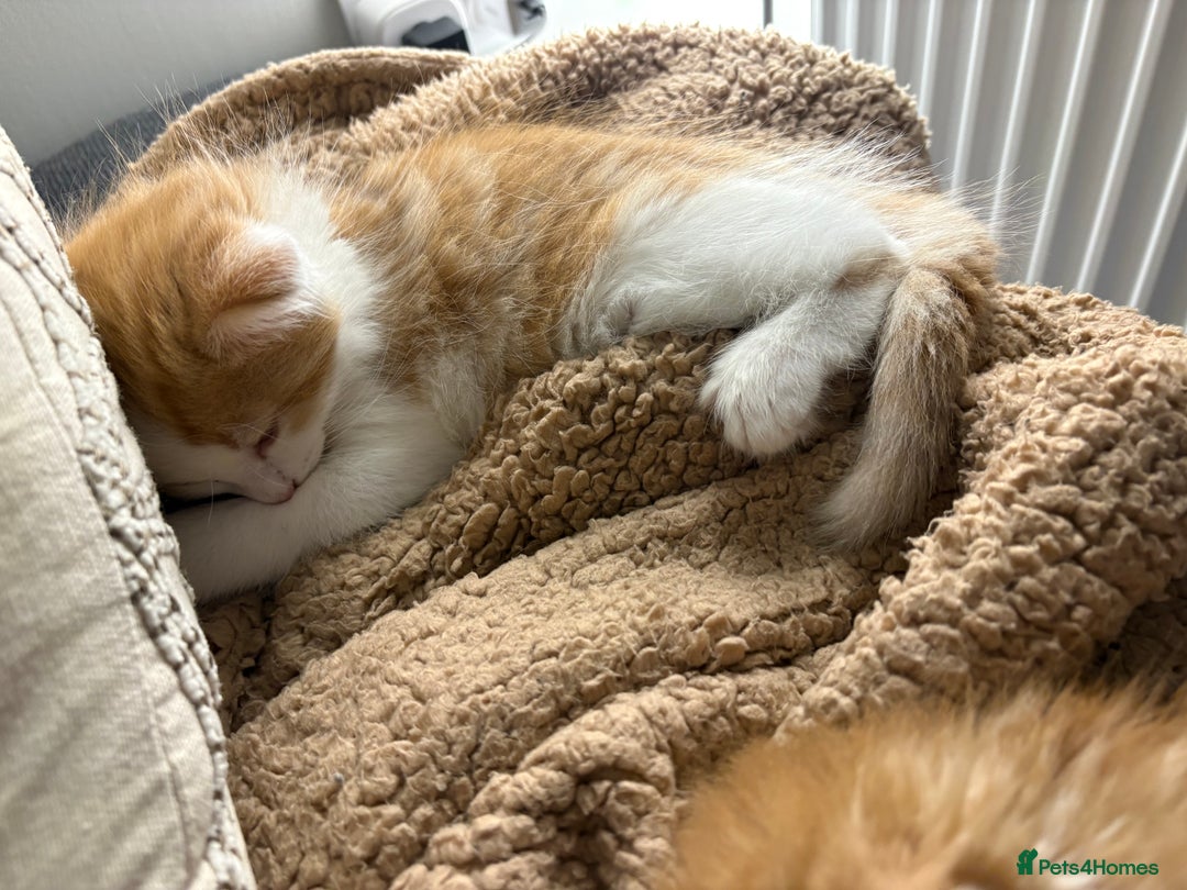 Mixed Breed cats for sale: Jude the Dude and Princess Peaches - Advert 9